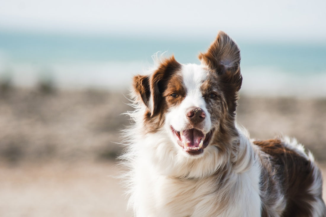 Pet friendly floor cleaning Odisha - Asepsis Advance Phenyl safe dogs cats