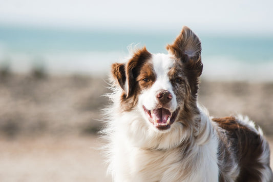 Pet friendly floor cleaning Odisha - Asepsis Advance Phenyl safe dogs cats